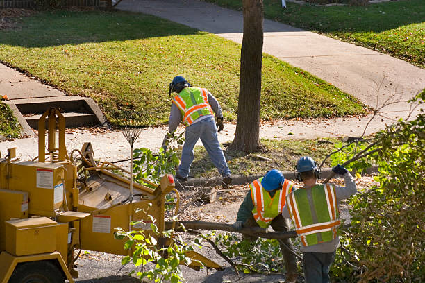 Best Tree Maintenance Programs  in Grand Terrace, CA